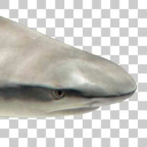 ツマグロ Blacktip reef shark