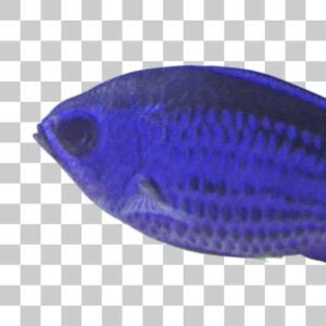 ブルークロミス Blue chromis