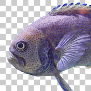 ブルーデビル Southern Blue devilfish