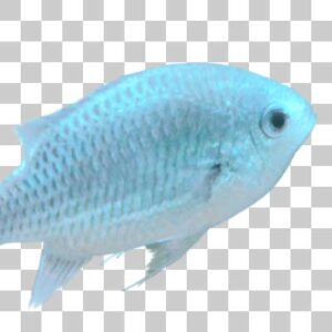 デバスズメダイ Blue-green chromis