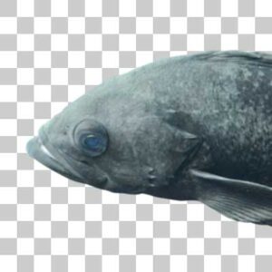 ブルーロックフィッシュ Blue rockfish
