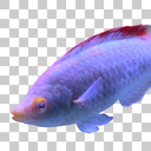 クロヘリイトヒキベラ Blueside wrasse