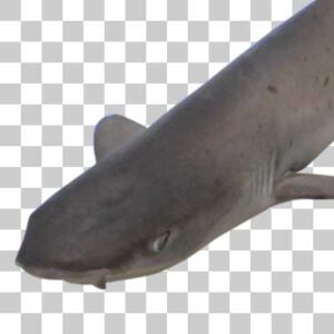 イヌザメ Brownbanded bamboo shark