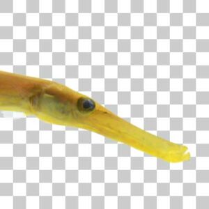 ヘラヤガラ Chinese trumpetfish