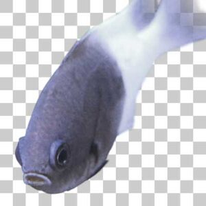 チョコレートディップクロミス Chocolatedip chromis