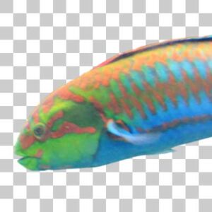ニシキベラ Cupid wrasse