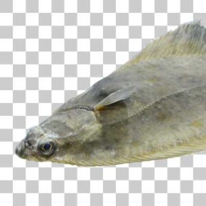 プレイス European plaice