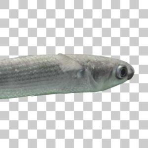 ボラ  Flathead gray mullet