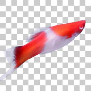 ソードテール Green swordtail