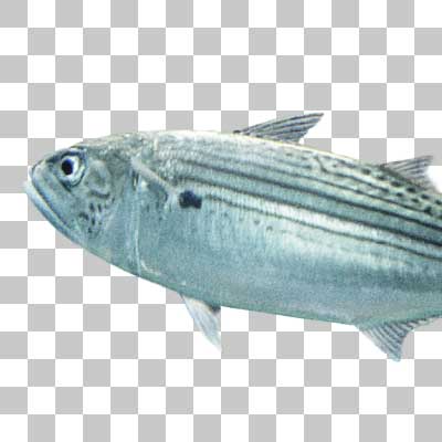 グルクマ Indian Mackerel