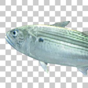 グルクマ Indian mackerel