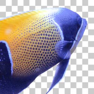 イナズマヤッコ Majestic angelfish