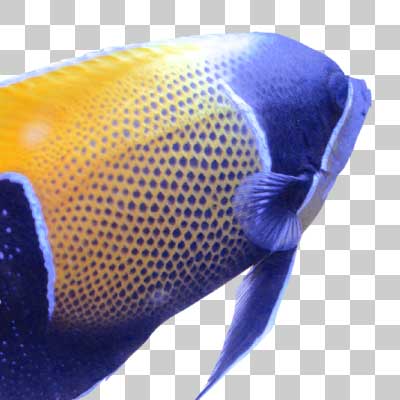 イナズマヤッコ Majestic angelfish