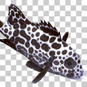 チョウチョウコショウダイ Manyspotted sweetlips