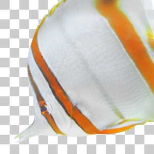マージンドコーラルフィッシュ Margined coralfish