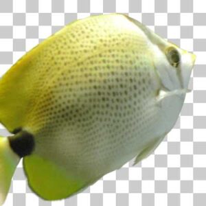 ミレットシードバタフライフィッシュ Milletseed Butterflyfish