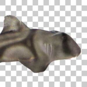 ポートジャクソンネコザメ Port Jackson shark