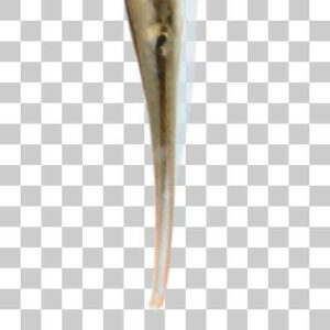 ヘコアユ Razorfish