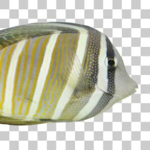 ヒレナガハギ Sailfin tang
