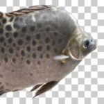 毒腺が備わる棘をヒレに持つクロホシマンジュウダイ