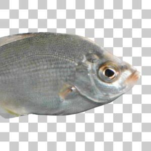 マタナゴ  Surf perch