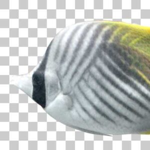 トゲチョウチョウウオ Threadfin butterflyfish