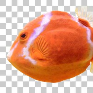 ホワイトバードボックスフィッシュ White barred boxfish