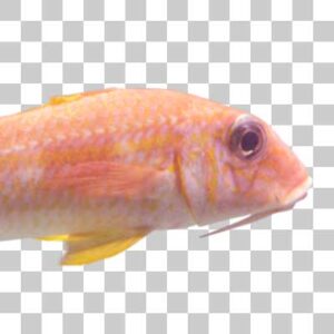 ホウライヒメジ  Whitesaddle goatfish