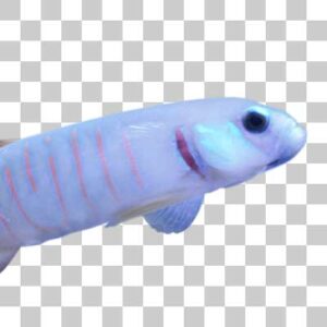 ゼブラハゼ Zebra barred dartfish