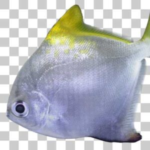 ヒメツバメウオ Moonfish