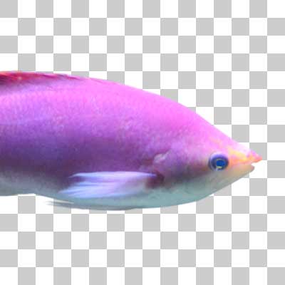 ハナゴイ Amethyst anthias