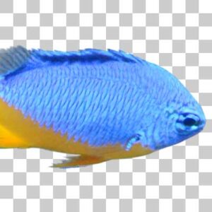 ロイヤルダムセル Azure-damselfish
