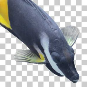 フィジーフォックスフェイス Bicolored foxface