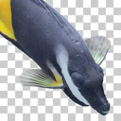 フィジーフォックスフェイス Bicolored foxface