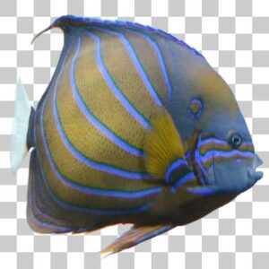 ワヌケヤッコ Blue-ringed angelfish