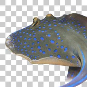 ルリホシエイ Bluespotted ribbontail ray
