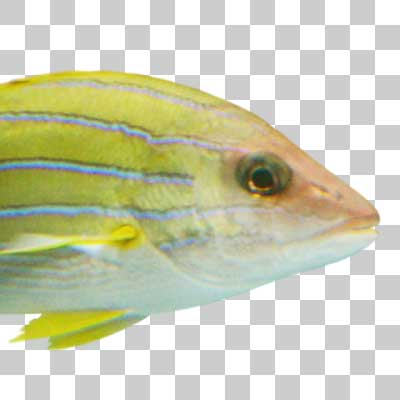ヨスジフエダイ Bluestripe-snapper