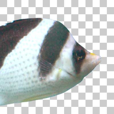 バージェス・バタフライフィッシュ Burgess’ butterflyfish
