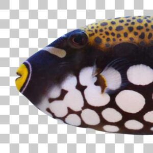 モンガラカワハギ Clown triggerfish
