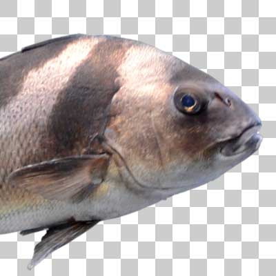 コショウダイ Crescent sweetlips