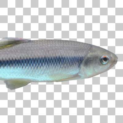 カワムツ Dark chub