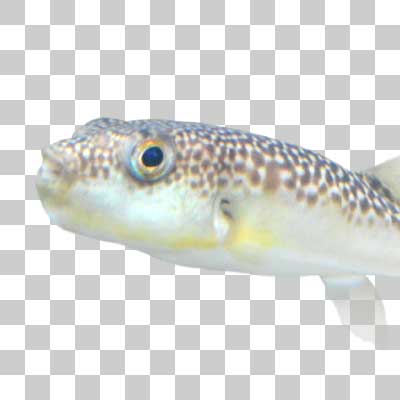 クサフグ Grey-spotted puffer