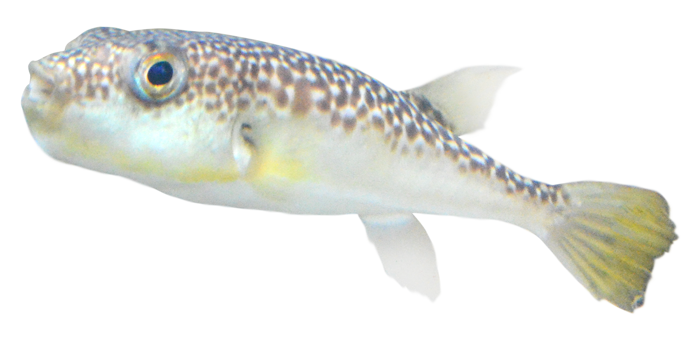 しながわ水族館のクサフグ