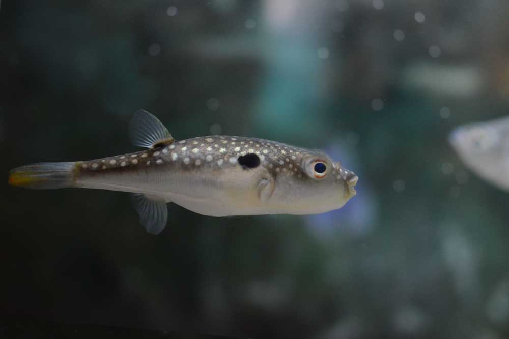 クサフグ Grey-spotted Puffer