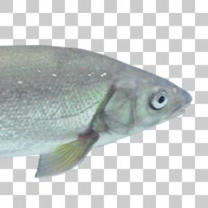 ウグイ Japanese dace