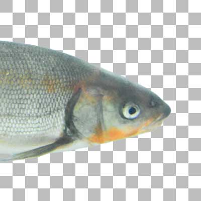 ウグイ Japanese Dace
