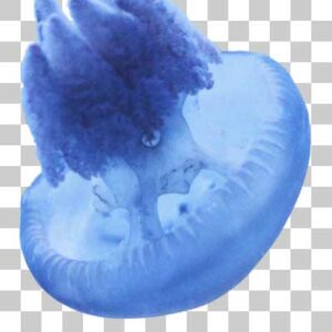 カラージェリーフィッシュ Jelly blubber