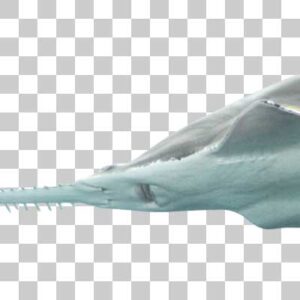 ラージトゥースソーフィッシュ Largetooth sawfish