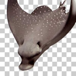 マダラトビエイ Ocellated eagle ray