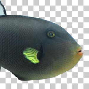 クロモンガラ Pinktail triggerfish